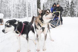 Husky's bij een slee